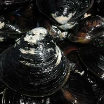 涸沼（ひぬま）のしじみ 3kg | 深作農園