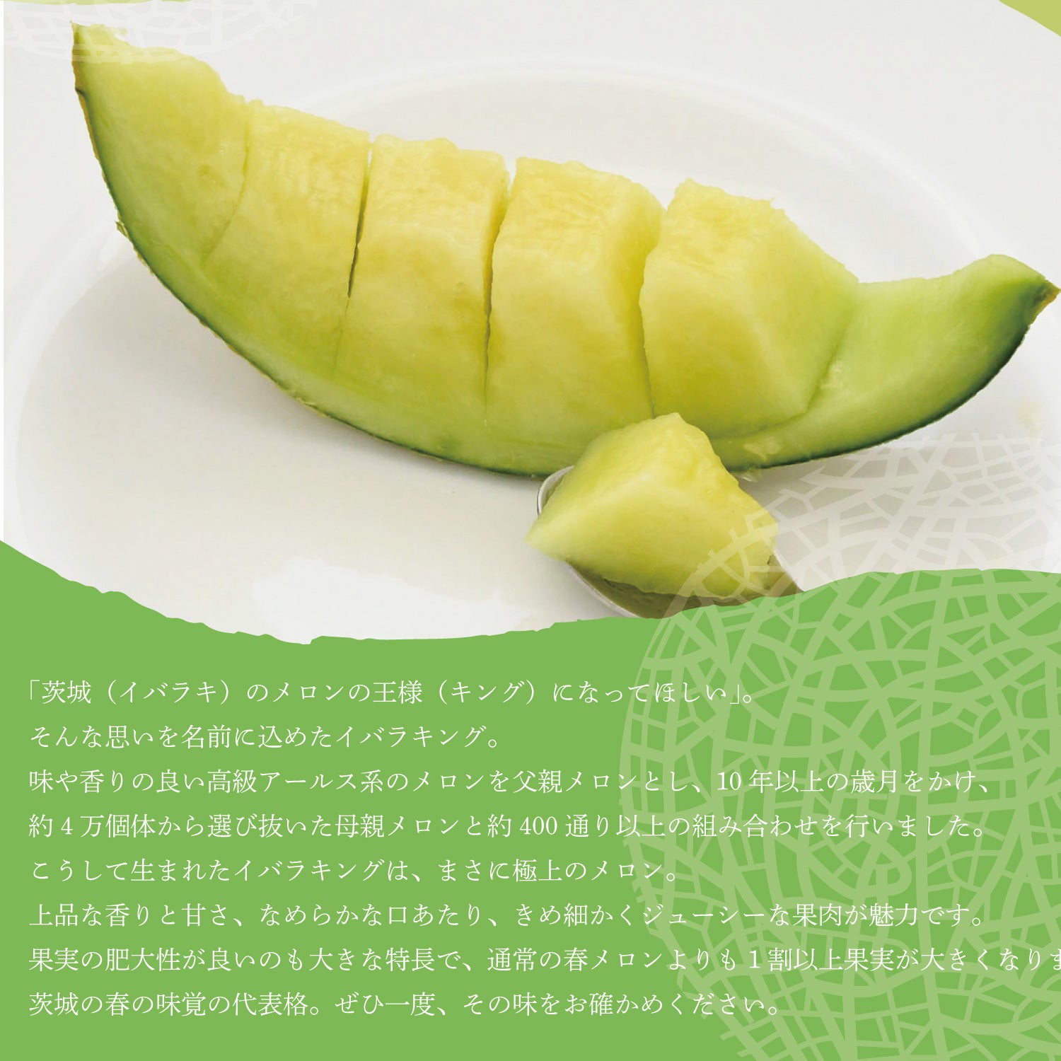 送料無料】メロン イバラキング☆特大☆1玉（約1.8kg以上×1玉