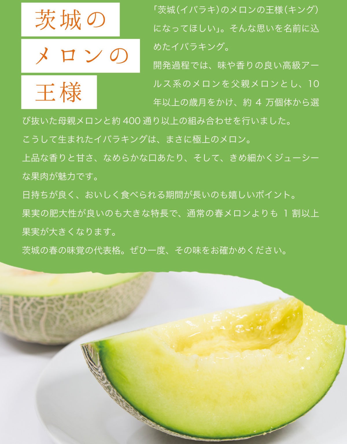 送料無料】メロン イバラキング2玉セット(約1.2kg以上×2玉 送料無料】メロン イバラキング2玉セット(約1.2kg以上×2玉