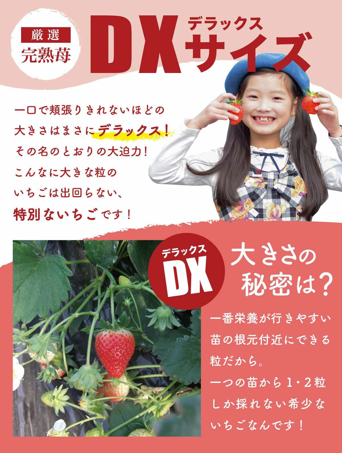 いちご キングベリー（とちおとめ）デラックス DXサイズx2トレイ