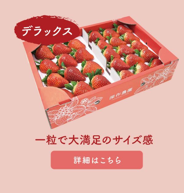 いちご キングベリー（とちおとめ）デラックス DXサイズx2トレイ