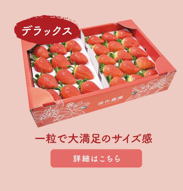 いちご ひな苺（やよいひめ）デラックス DXサイズx2トレイ【送料無料