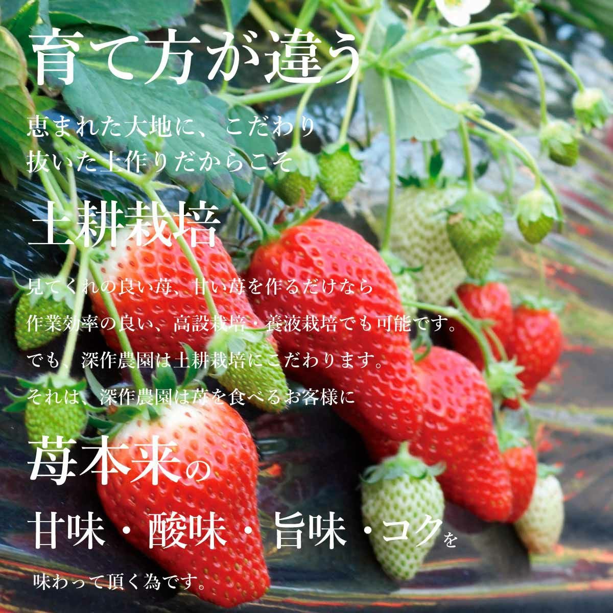 いちご 品種おまかせプレミアムパック 2Lサイズ×4パック【送料無料