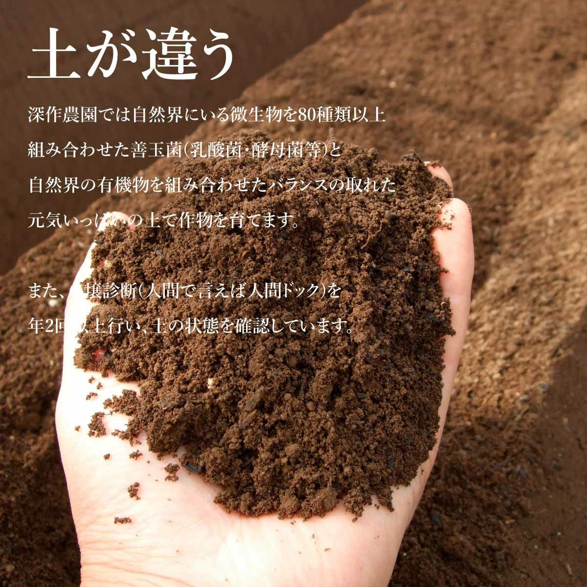 いちご【即購入可能】様 リクエスト 6点 まとめ商品 マツコの知らない世界で紹介されました》埼玉県の新品種 大粒苺 あまり