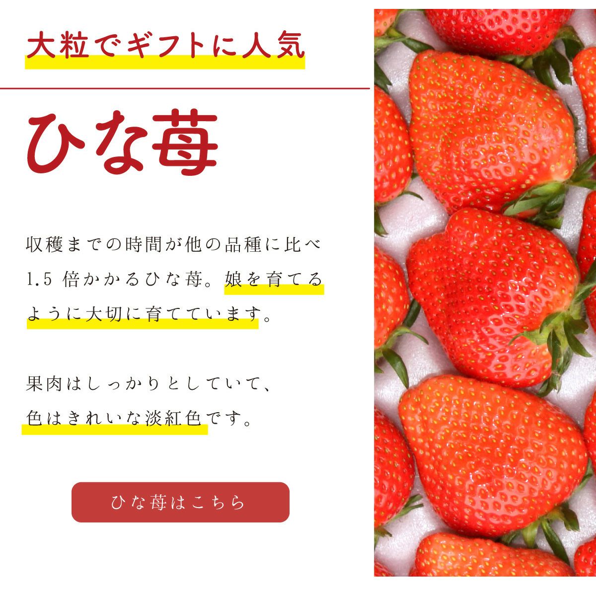 いちご ひな苺（やよいひめ）プレミアムパック 3Lサイズ×2パック【送料
