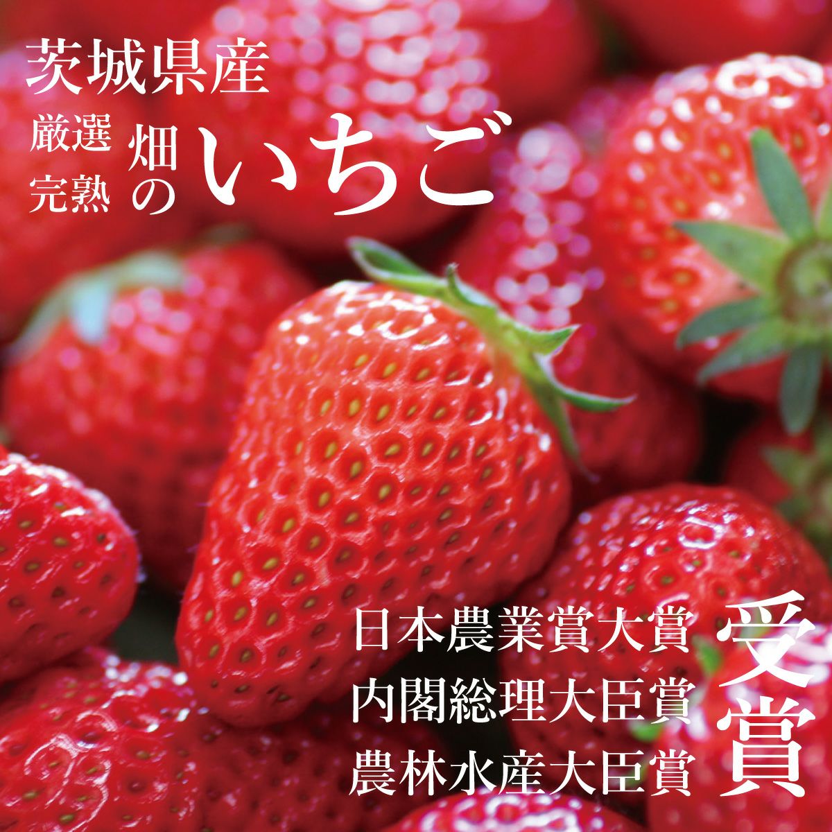 いちご様オーダー 山西いちご園 さちのか 4P - 徳島県勝浦町｜ふるさとチョイス